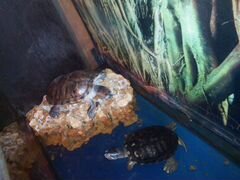 Аквариум черепахи фильтр водонагреватель