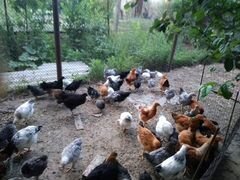 Цыплята домашних кур