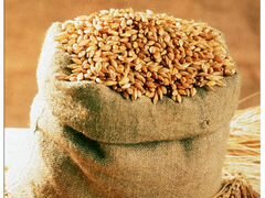 Зерно: Пшеница, Ячмень, Овес
