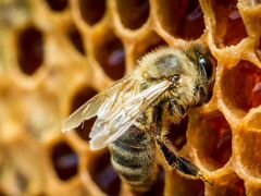 Пчёлы-семьи и рои