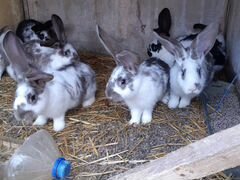 Кролики на развод и на откорм породы ризен б. пано