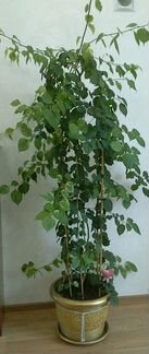 Большие взрослые растения - Бугенвилия, Педилантус