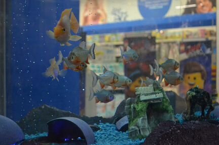 Профессиональное обслуживание аквариумов в Чите