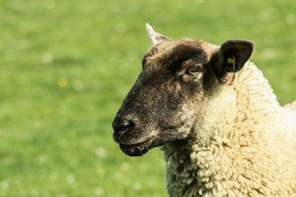 Продам шерсть овцы