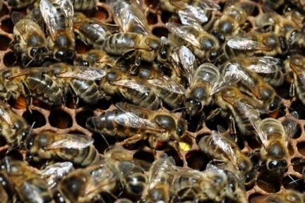 Пчеломатки Карника, Бакфаст 2019 года