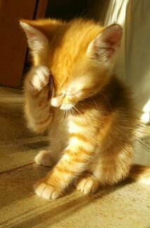 Солнечный котенок