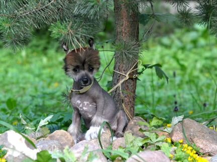 Китайской хохлатой щенок голый мальчик бронзовый