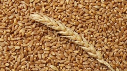 Пшеницу Полевую