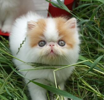 Персидский котенок продается