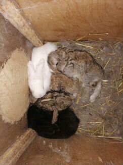 Кролики флаундер 1 месяц