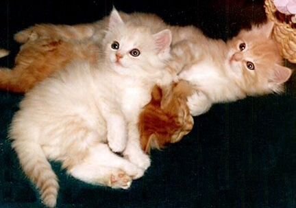 Породистые сибирские котята, неаллергенные