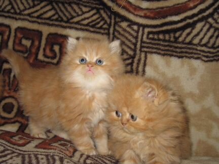 Очаровательные персидские котята