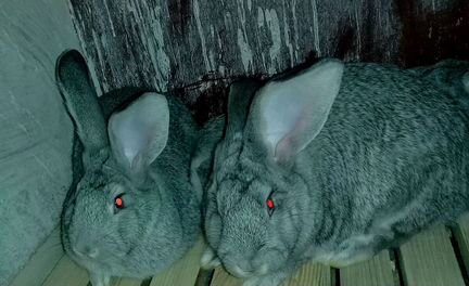 Кролики (обмен)