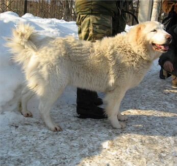 Кавказские овчарки щенки