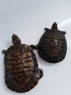 Черепахи красноухие, аквариум