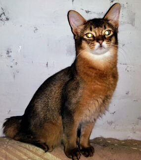 Сомалийский кот