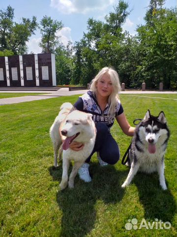 Передержка для собак