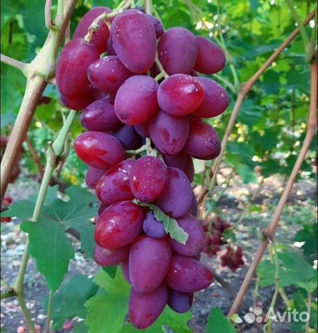 Саженцы винограда