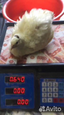 Перепела, Белый гигант, Селадоны, ия