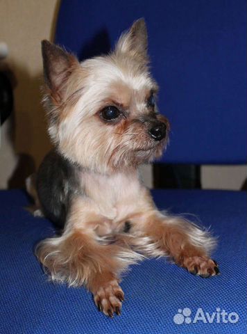 Стрижка собак и кошек