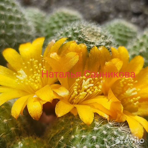 Кактусы от Натальи санниковой