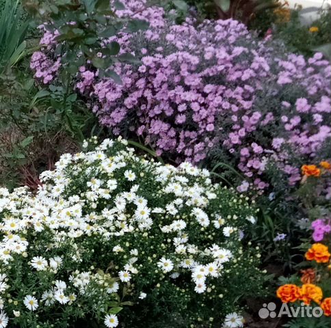 Сентябрики