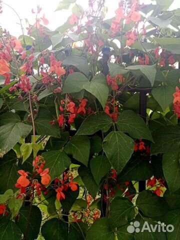 Декоративная фасоль(семена)