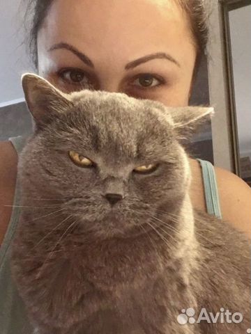 Котоняня, няня для кошки с выездом / проживанием