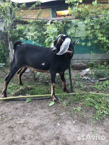 Англо-Нубийские козочки