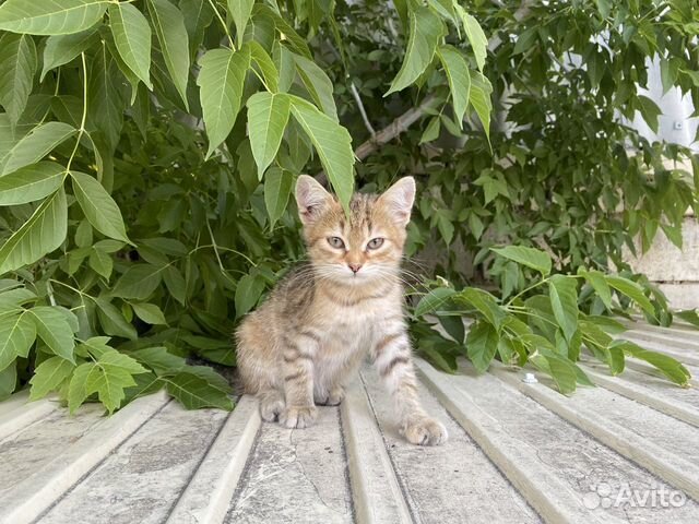 Котенок 2,5-3 месяца, наполовину шотландец