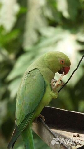 Ожереловые попугаи(птенцы)