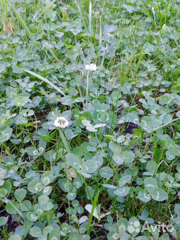 Газон цветущий с клевером