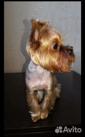 Стрижка собак