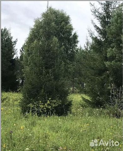 Авито Новогодние Сосны Оптом Авито Новогодние Сосны Оптом
