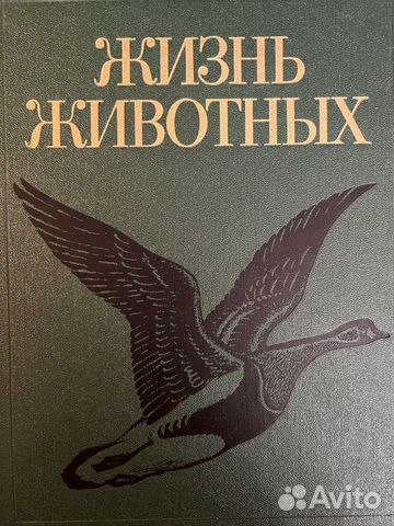 Жизнь животных Птицы