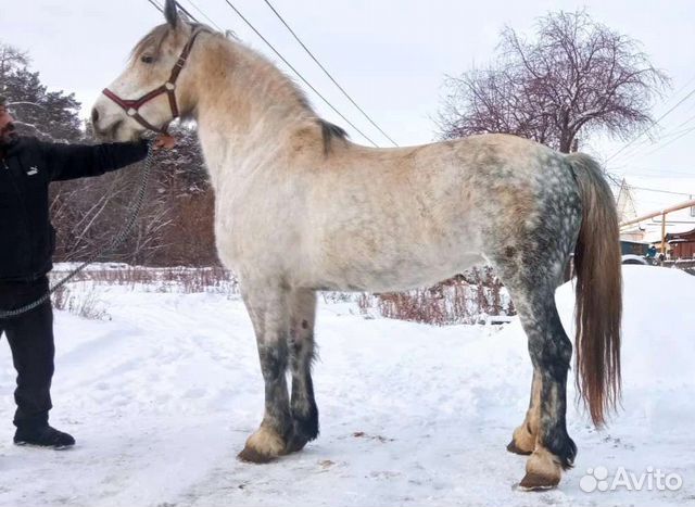 Продажа Лошадей На Авито По Новосибирску