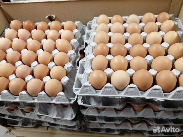 Яйцо куриное опт/розница