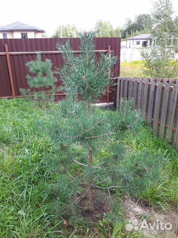 Саженцы сосны 1,0-1,3м посадка под ключ