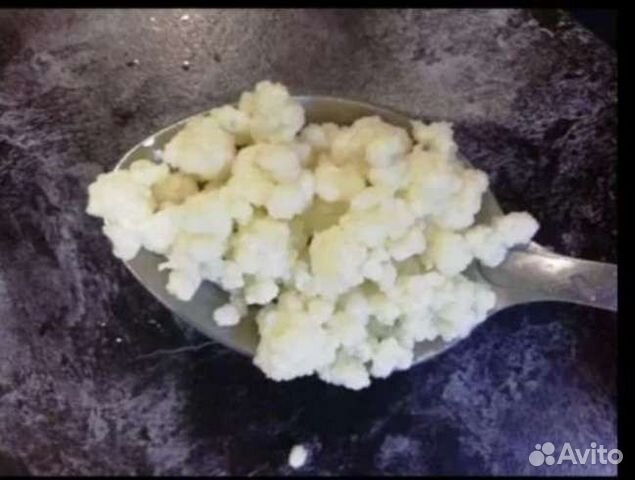 Тибетский (молочный) гриб