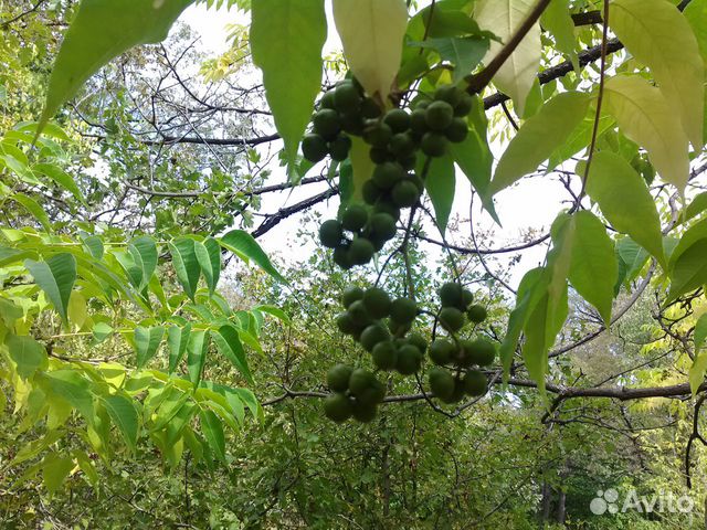 Плоды Бархата Амурского