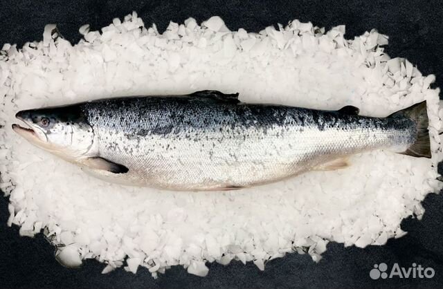 Лосось (Семга) свежемороженый