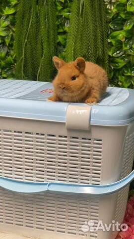 Ручные кролики домашние