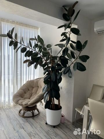 

1-к. квартира, 50 м², 2 кровати