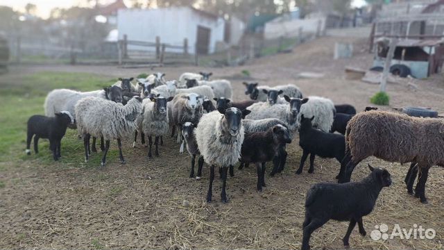 Племянные романовские овцы