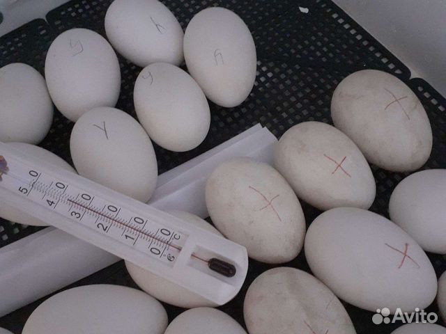 Инкубационное яйцо гусиное, индоутки