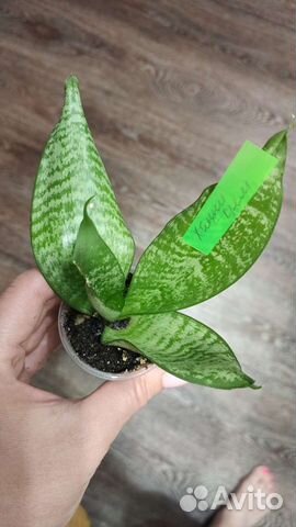 Сансевиерия Ханни Крем