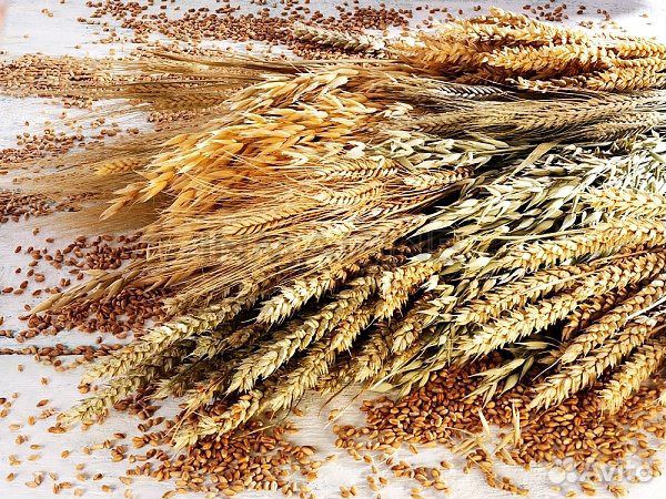Пшеница в Калтасинском районе 11-00 купить на Зозу.ру - фотография № 1