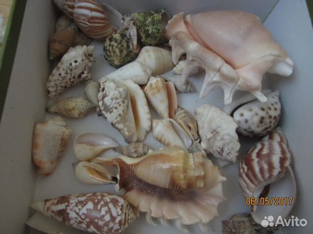 Ракушки, раковины морские натуральные, коралл купить на Зозу.ру - фотография № 3