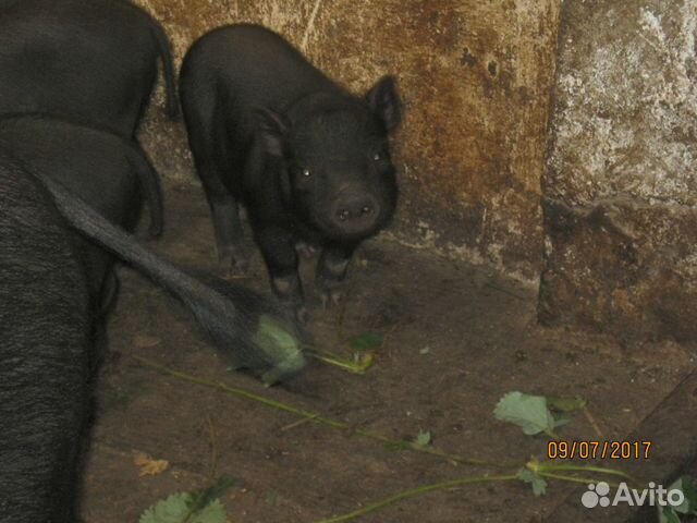 Продаю вьетнамских свиней купить на Зозу.ру - фотография № 3