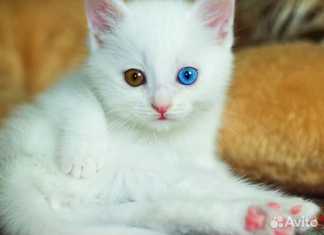 Белый кот с разными глазами без смс